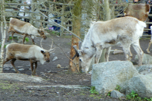Skansen, Stockholm